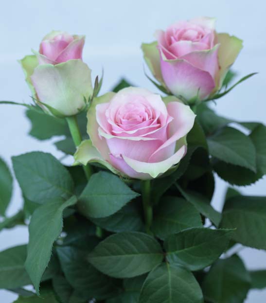 ROSE BELLE ROSE 70